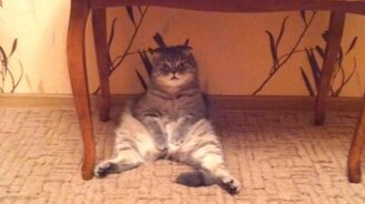 Шальной кот и тщетность бытия - смотреть видео (1:24)