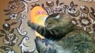 Кошка облюбовала хозяйский тапок - смотреть видео (0:57)