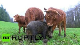 Кабан подселился к коровам - смотреть видео (1:12)