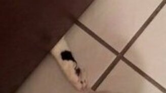 Я в туалете, а мой кот... - смотреть видео (0:13)