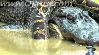 Сетчатый питон против аллигатора - смотреть видео (2:59)