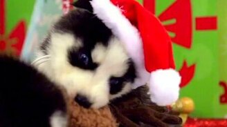 Хасята и новогоднее настроение - смотреть видео (1:31)