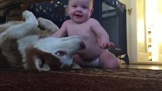 Хаски играет с малышом - смотреть видео (0:41)