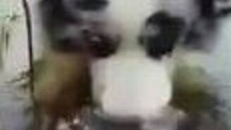 Собака пускает бульбышки в воде - смотреть видео (0:17)