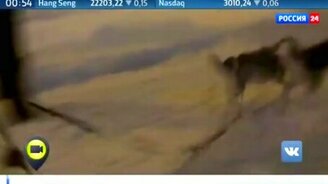 Упряжка хаски вместо авто - смотреть видео (0:31)