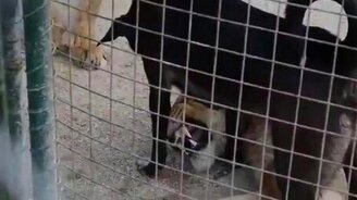 Пёс наводит дисциплину у львиц - смотреть видео (1:06)