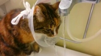 Защитный воротник - находка для кошки! - смотреть видео (0:23)