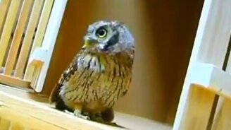 Шустрая сова - смотреть видео (1:11)