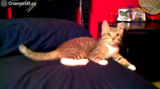 Кошки и коты зажигают! - смотреть видео (2:57)