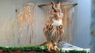 Филин токует - смотреть видео (0:53)