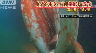 Четырёхметровый кальмар - смотреть видео (0:57)