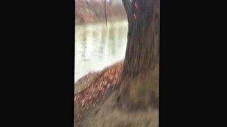 Дерево горит изнутри - смотреть видео (0:31)