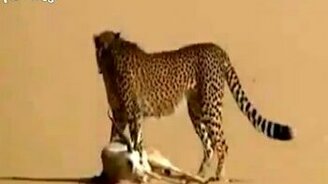 Гепард в помощь охотнику - смотреть видео (1:56)