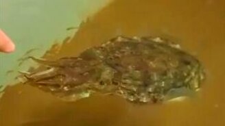 Кормление каракатицы с рук - смотреть видео (0:29)