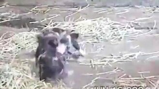 Схватка поросят - смотреть видео (0:36)