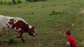 Первое знакомство телёнка с мальчиком - смотреть видео (0:20)