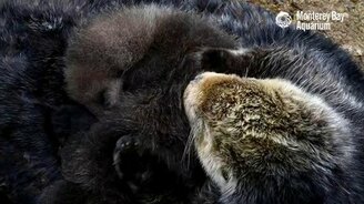 Выдра и выдрёнок - смотреть видео (0:39)