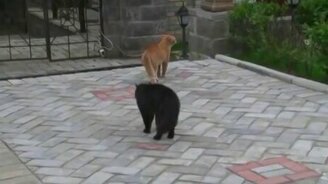Коты дерутся под киноозвучку - смотреть видео (1:13)