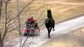 Огромный коняга - смотреть видео (2:47)