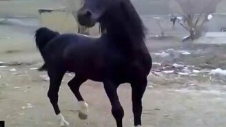 Эмоциональный и красивый конь - смотреть видео (2:10)