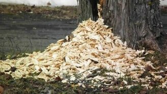 Дятел сломался - смотреть видео (0:45)