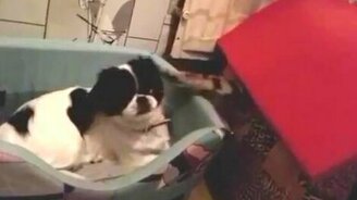 Собачка против кошачьей лапы - смотреть видео (1:02)