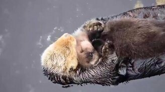 Малыш спит на своей маме, как в лодке - смотреть видео (0:50)