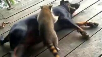 Енот зверствует над псиной - смотреть видео (1:00)