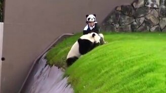 Панда свалилась в яму - смотреть видео (1:52)