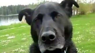 Собака стучит зубами от холода - смотреть видео (0:21)