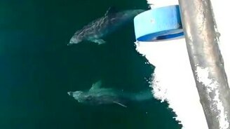 Как дельфины танцуют - смотреть видео (0:37)