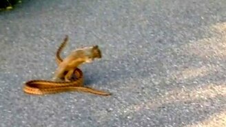 Белка пыталась отвоевать змею - смотреть видео (7:46)