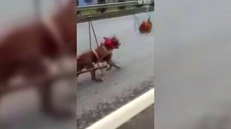 Бременские музыканты не в полном составе - смотреть видео (0:29)