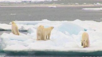 Красивые замедленные кадры дикой природы - смотреть видео (5:05)