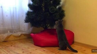 Котик опрокидывает ёлку - смотреть видео (1:00)