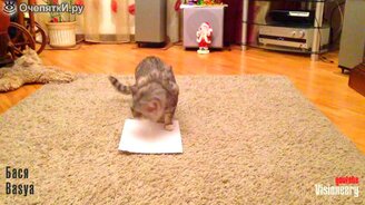 Кошки против листка бумаги - смотреть видео (3:19)