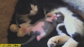 Нарезка с домашними любимцами - смотреть видео (6:33)