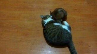 Котяра против норковой шапки - смотреть видео (1:33)