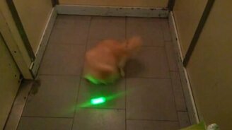 Смешная псинка играет с лазером - смотреть видео (0:30)