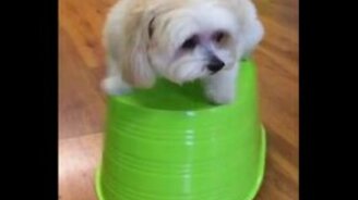 Боится или удерживает равновесие? - смотреть видео (0:15)