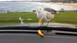 Чайки и картошка за стеклом - смотреть видео (0:27)