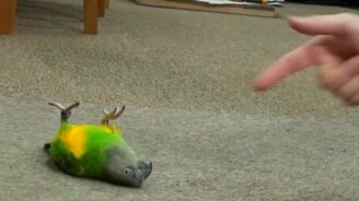 Попугай пародирует свою смерть - смотреть видео (0:48)