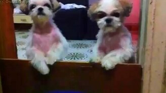 Давай мяса - смотреть видео (0:28)