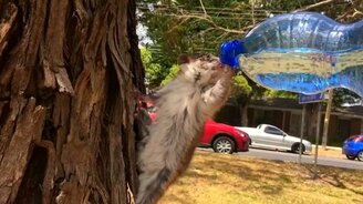 Дал напиться опоссуму - смотреть видео (0:15)