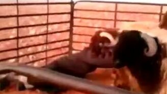 Баран против барана - смотреть видео (0:06)