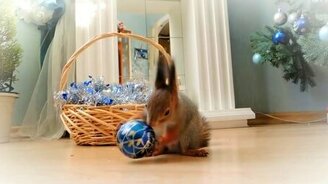 Новогодние белочки и кот - смотреть видео (4:38)