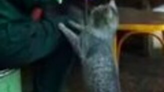 Ещё еды, пожалуйста! - смотреть видео (0:34)