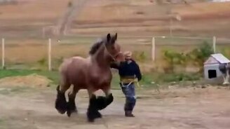 Крепкий тяжеловоз - смотреть видео (1:17)