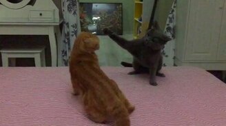 Кошачья схватка в замедлении - смотреть видео (1:35)