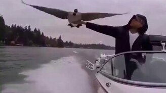 Птица присела на лодку отдохнуть - смотреть видео (0:31)